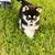 Pomsky puppies 2 thumbnail