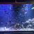 Tropical fish Rescue Center 6 thumbnail