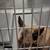 German Shepherd Mix Dog 4 thumbnail