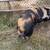 Young Kune Kune Piggy 5 thumbnail