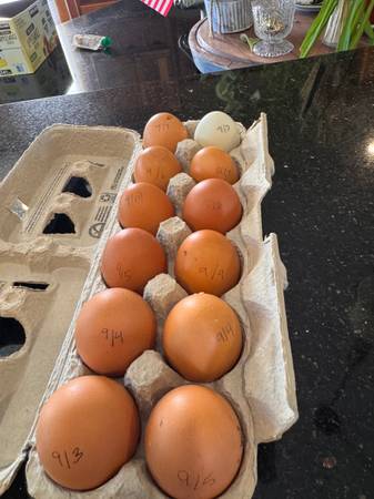 Fresh Eggs 1