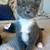 Two rescued kittens 4 thumbnail