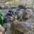 Bunnies 2 thumbnail