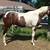Gorgeous hunter type paint gelding 1 thumbnail