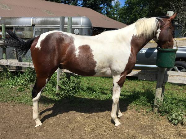 Gorgeous hunter type paint gelding 1