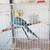 Indian Ringneck 3 thumbnail