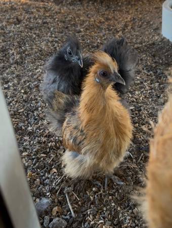 5 month old silkies 1