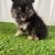 Pomeranian 5 thumbnail
