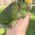 Yellow head amazon 2 thumbnail