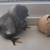 Fibro hatching eggs 9 thumbnail