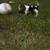 Beagle 3 thumbnail