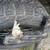 Louisiana guard dog 3 thumbnail