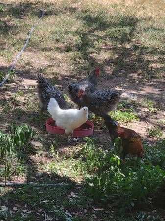 Barred rock Roosters 1