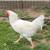 Chicken Rooster 1 thumbnail