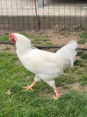 Chicken Rooster 1