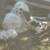 Two Great Farm Dogs in One - 1/2 Pyrenees;1/2 Blue Heeler 10 thumbnail