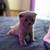 scottish fold kitten for sale 9 thumbnail