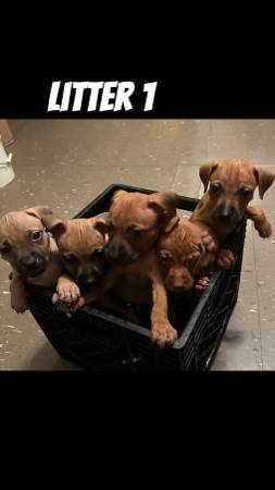 APBT PUPPIES63908216155650120
