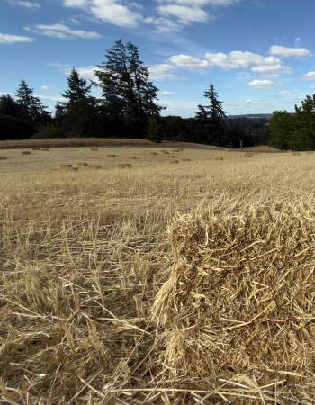 Wheat straw with grain 1