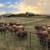 Irish Dexter Cattle 1 thumbnail
