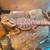 Bearded dragon 2 thumbnail