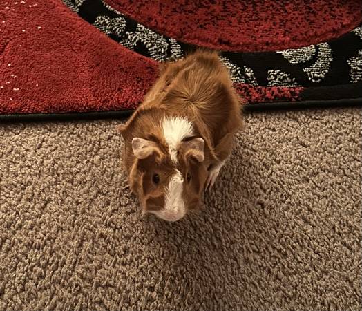 Guinea Pig 1