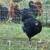 Laying hens 4 thumbnail