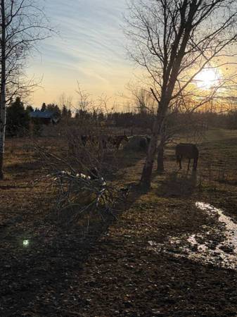 Looking to buy Project Horses 1