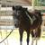 Adorable Mini Mare 1 thumbnail