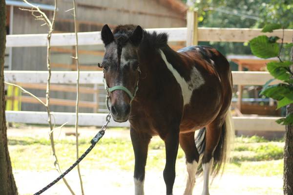 Adorable Mini Mare 1