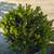 Boxwood 7 thumbnail