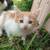 Kittens 6 thumbnail