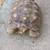 Tortoise and tortoises 4 thumbnail
