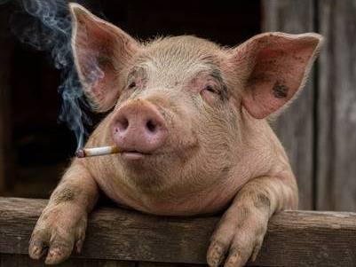 Pigs 1