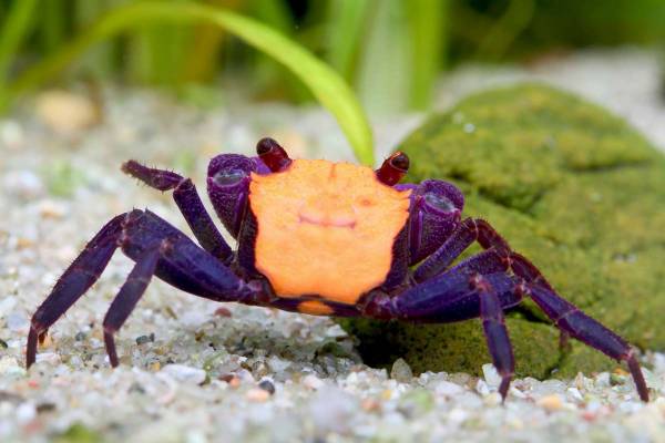Vampire crab 1