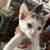 Kittens for small rehoming fee 1 thumbnail