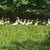 White Embden Geese 1 thumbnail