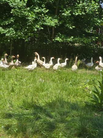 White Embden Geese 1