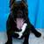 Black brindle 3 thumbnail