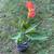 Pond Plants 3 thumbnail