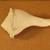 Sea Shells Interesting Unusual Configurations See Pictures 2 thumbnail