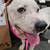 Looking for a driver to transport rescue dogs 1 thumbnail