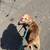 Red Merle bully 900 6 thumbnail