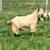Yearling Guernsey Goat Does 3 thumbnail