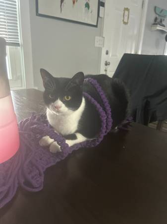 Gato perdido en Navy Yard City (Bremerton, Navy Yard City)63800651784067120