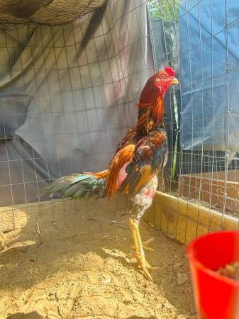 Shamo Rooster 1