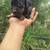 Weenies puppies 1 thumbnail