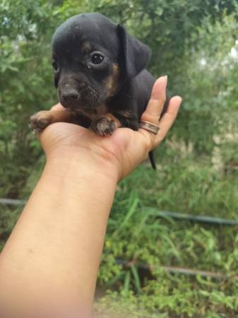 Weenies puppies 1
