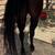 Black Stallion APHA 5 thumbnail