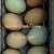 Chicks - black copper marans & more 3 thumbnail